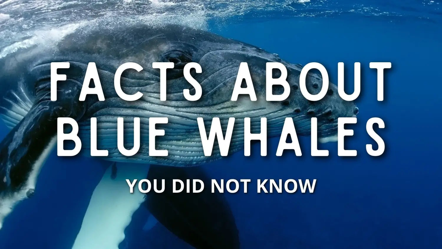 facts-blue-whales
