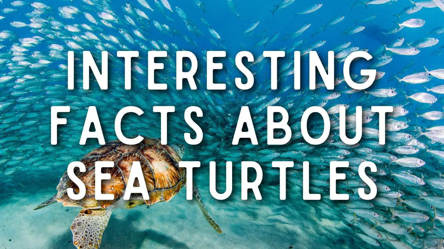 5 Interesting Facts about Sea Turtles