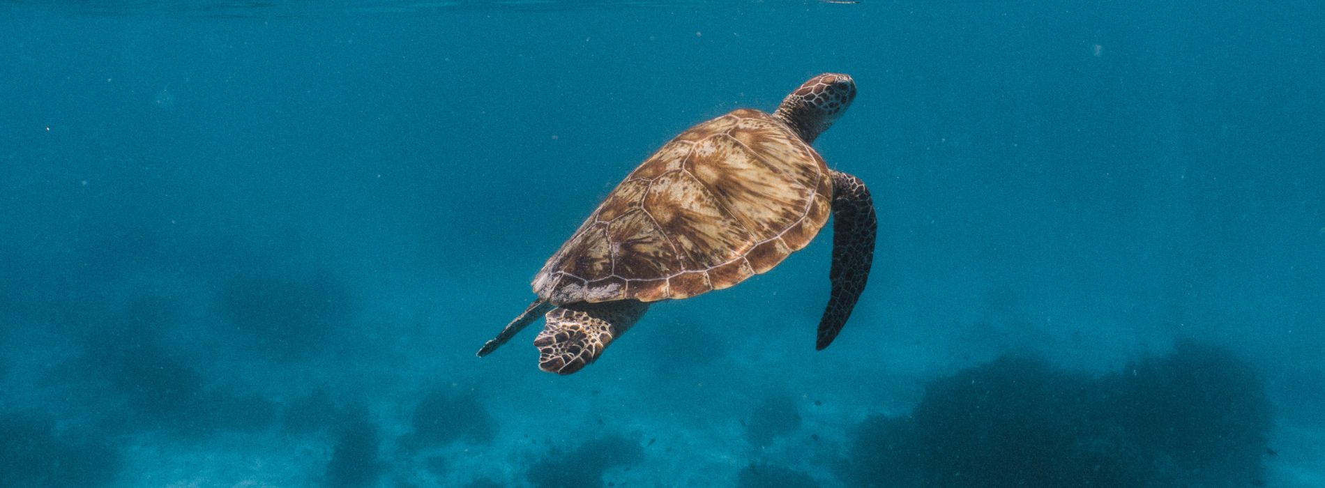 Snorkeling with Sea Turtles in Puerto Rico