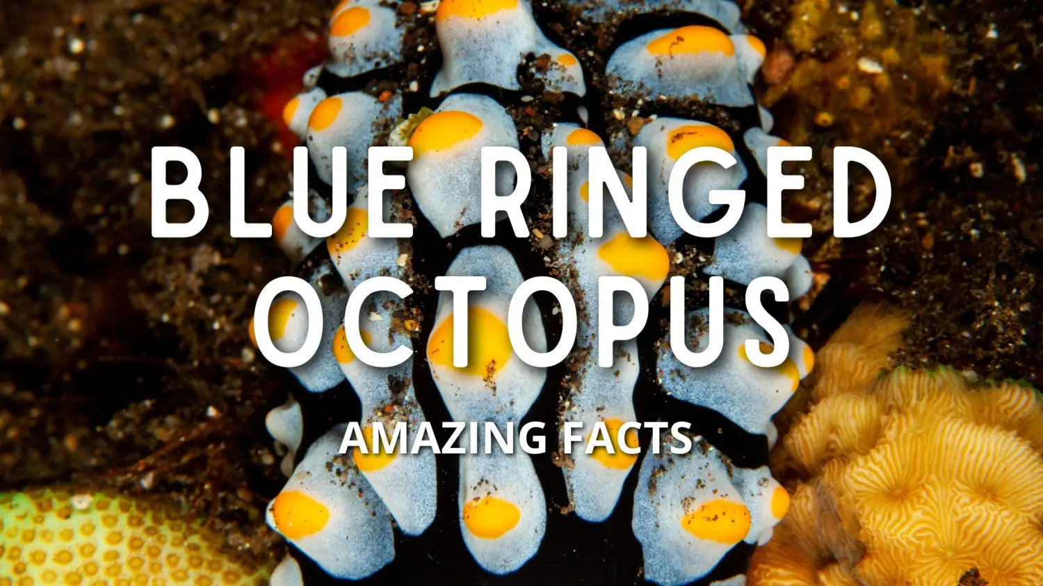 Blue Ringed Octopus Introduction 6 Amazing Facts about the Blue Ringed Octopus