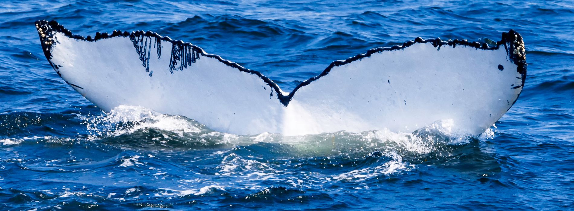 The Best Whale Watching Tours in Cape Cod