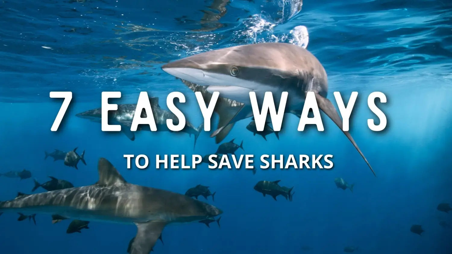 ways-to-help-save-sharks
