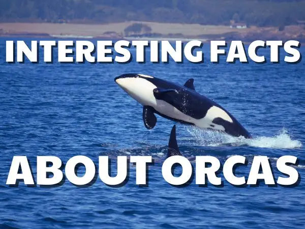 7 most interesting facts about orcas
