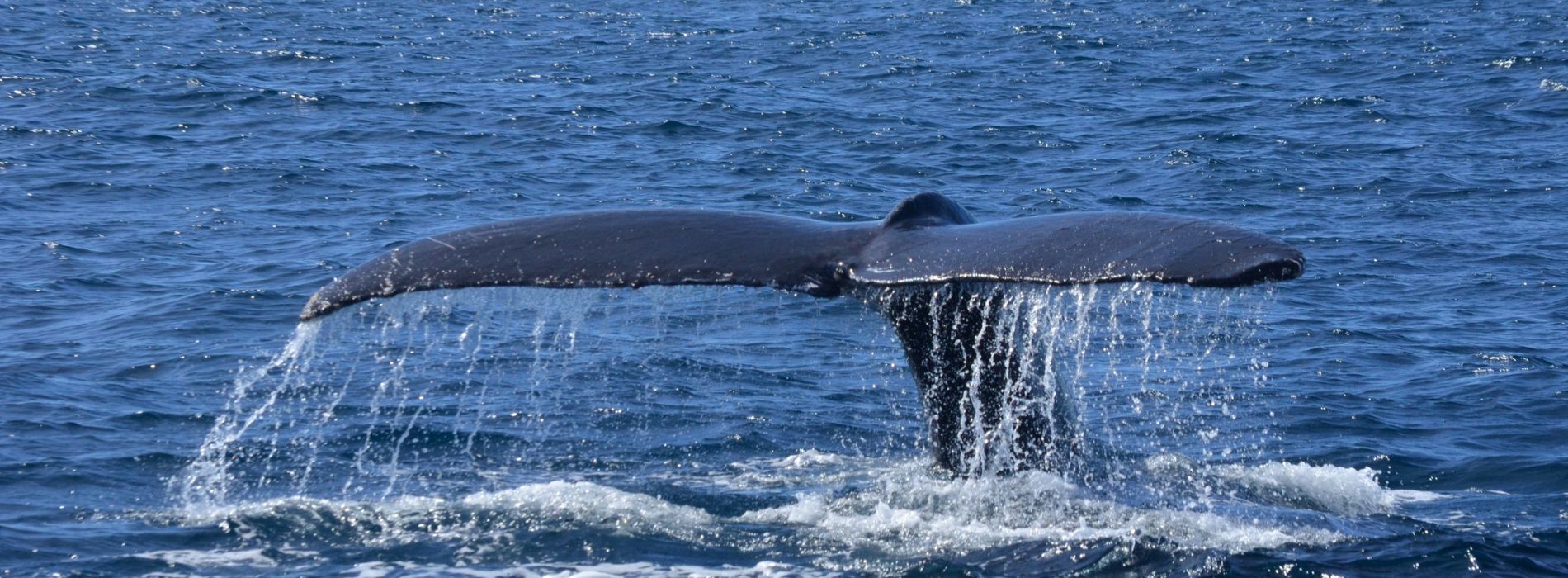 Best Whale Watching Tour in Iceland