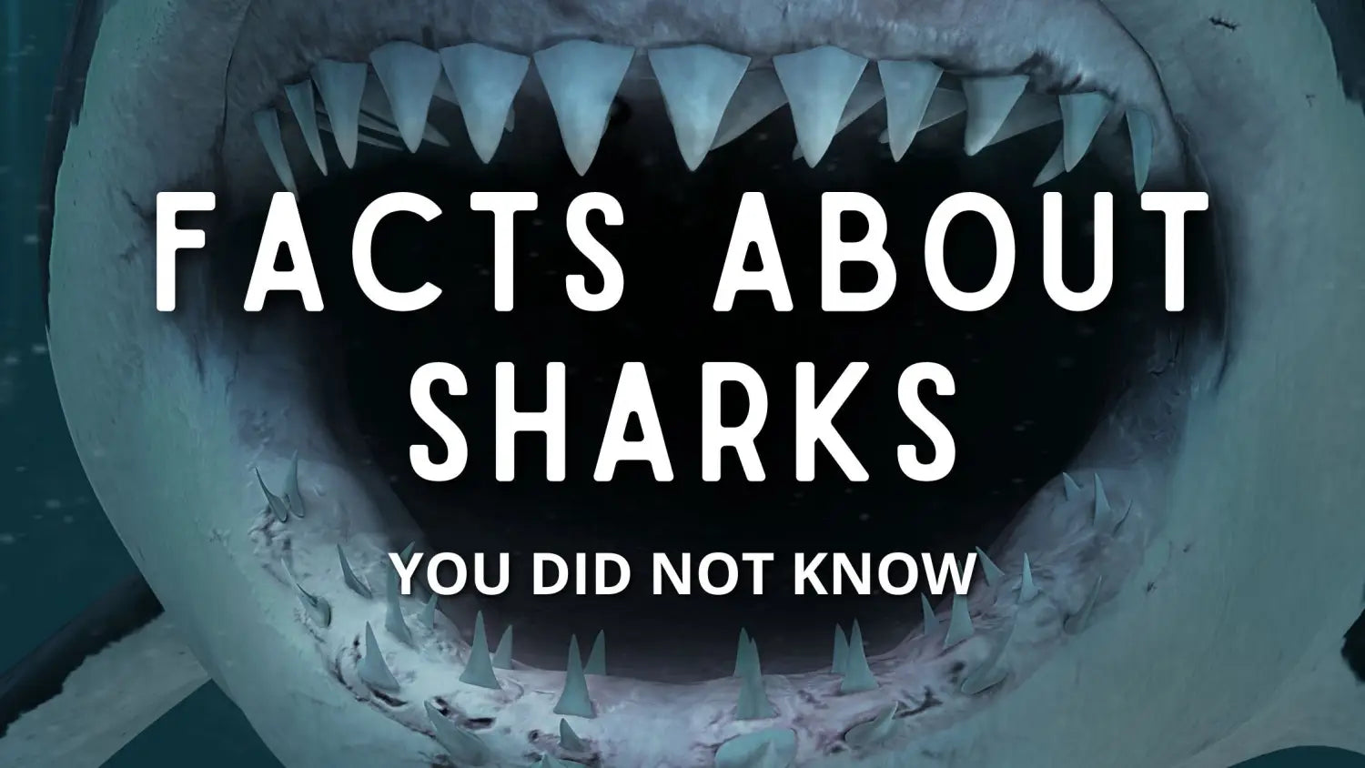 facts-about-sharks