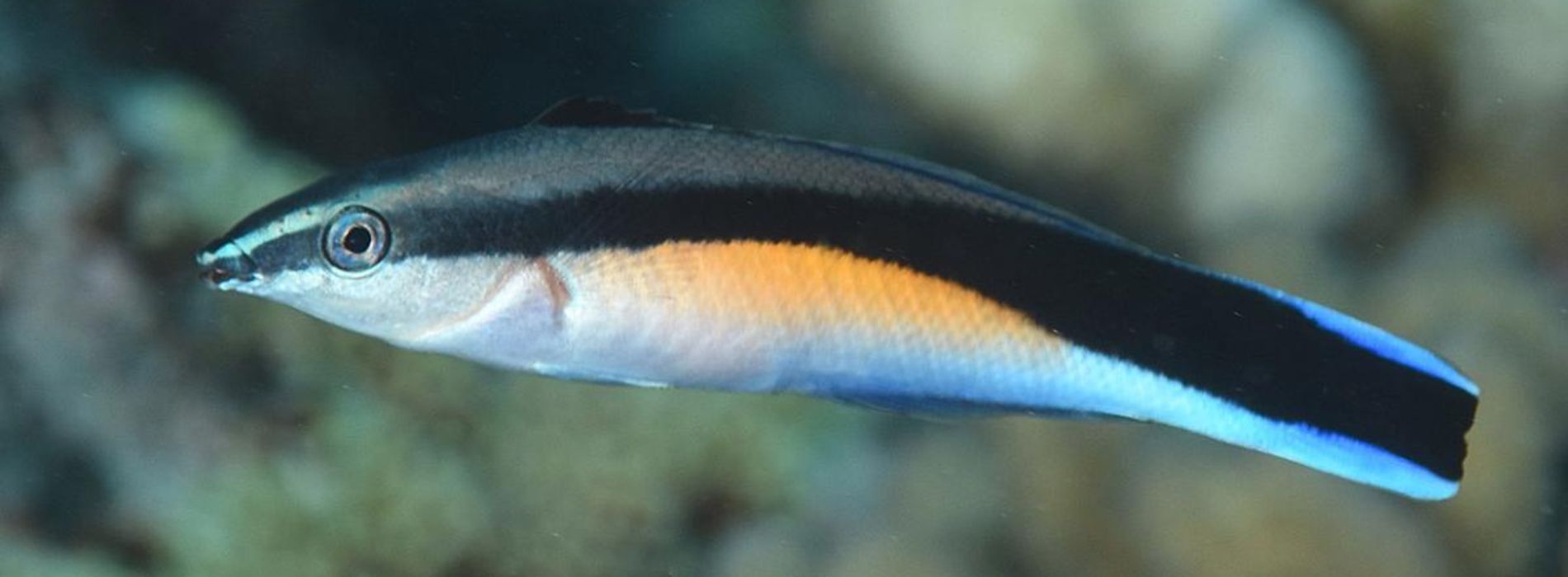 Streak Fish Bluestreak cleaner wrasse : A Jewel of the Coral Reefs