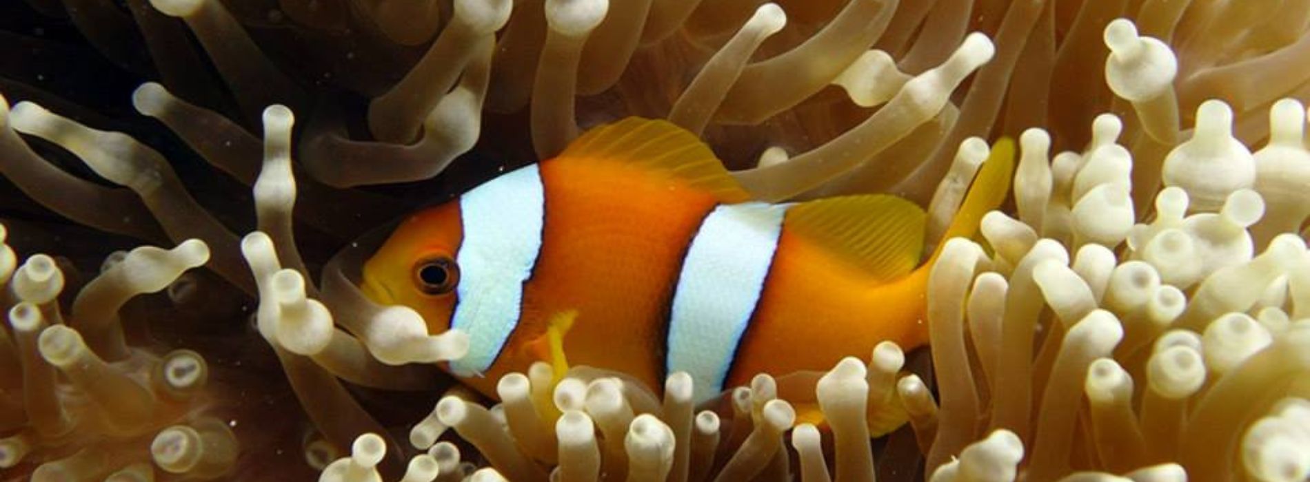Chagos-anemonefish