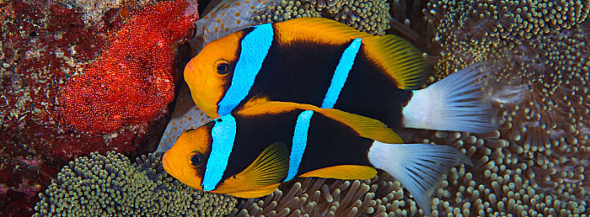 Orange fin anemonefish biography