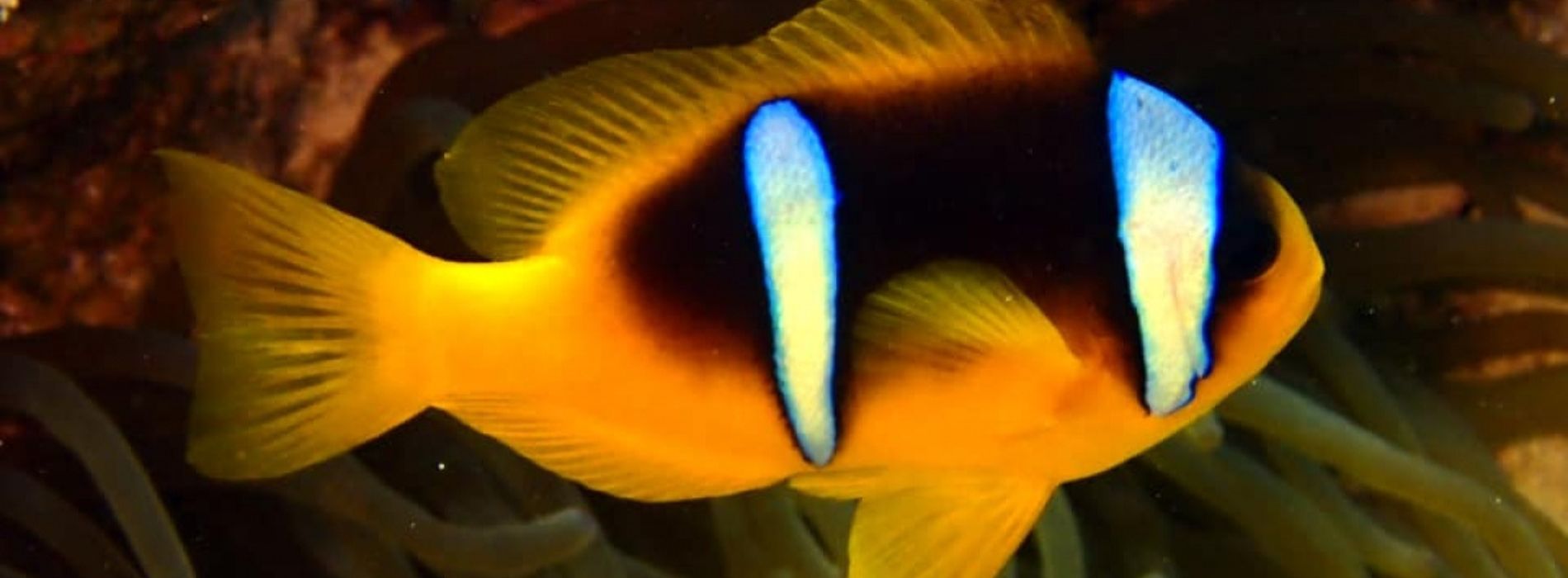 Red-Sea-clownfish