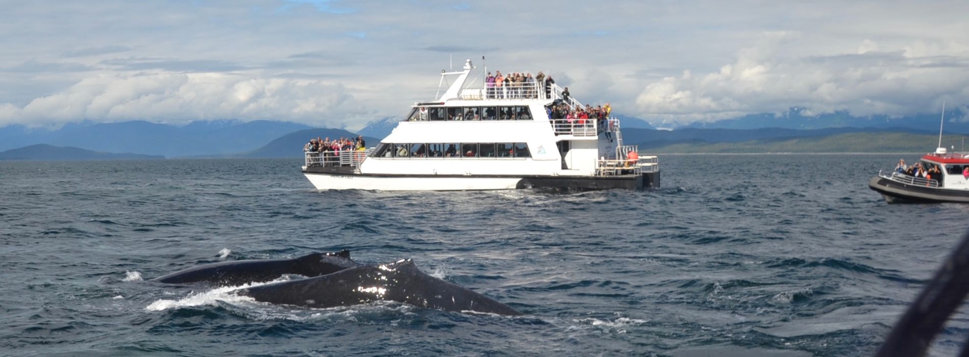 Best-whale-watching-tour