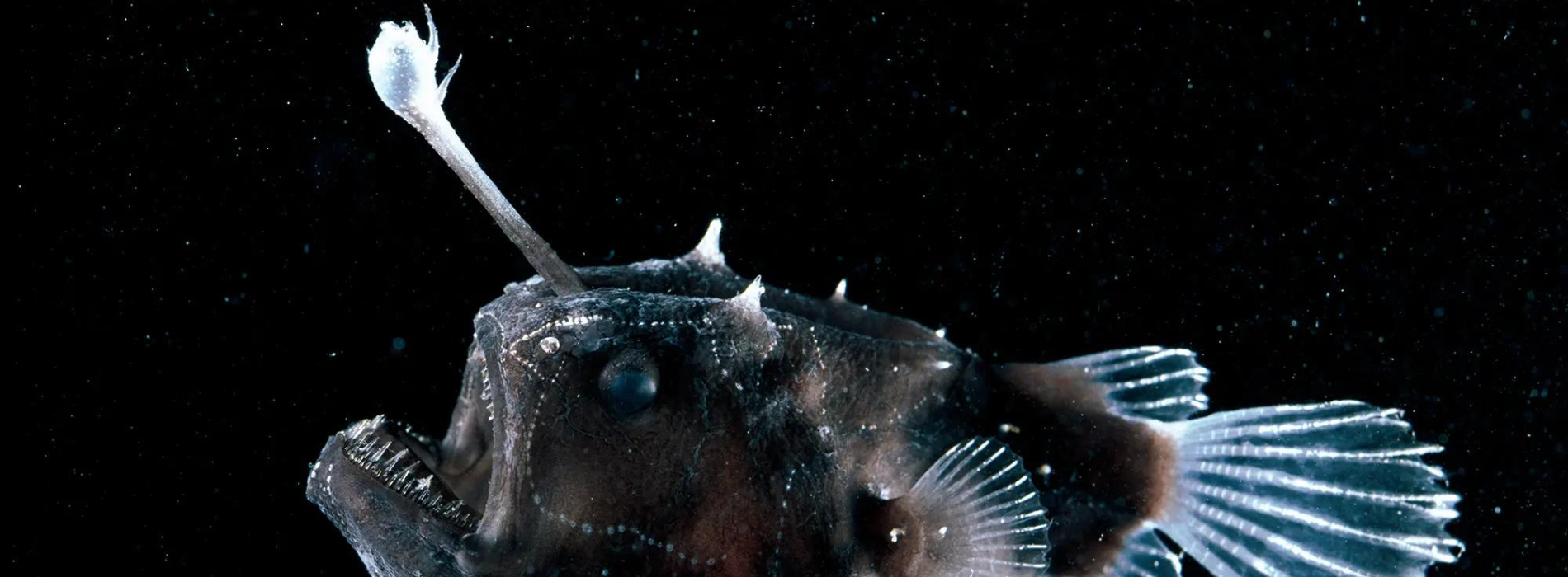 Real Life Angler Fish Angler Fish (Real Life Sea Monsters): Owen,