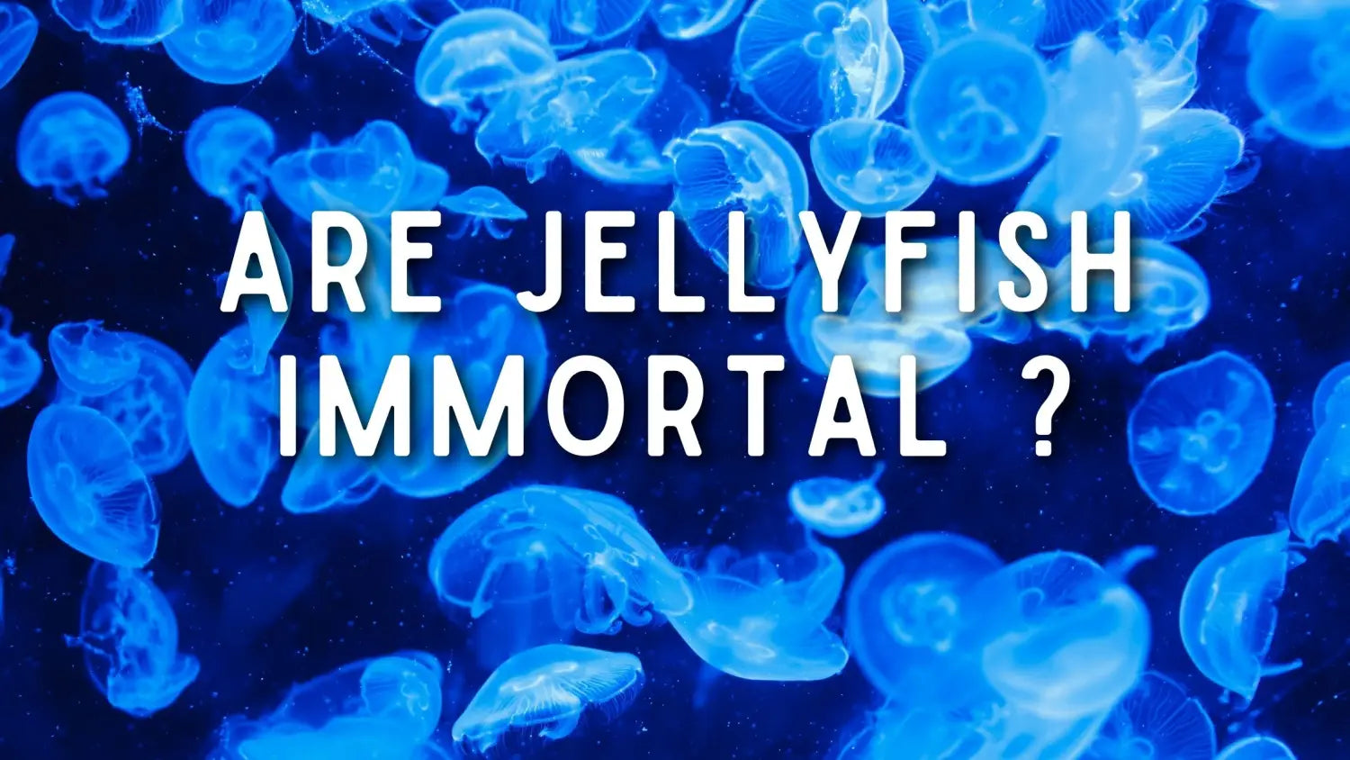 are-jellyfish-immortal