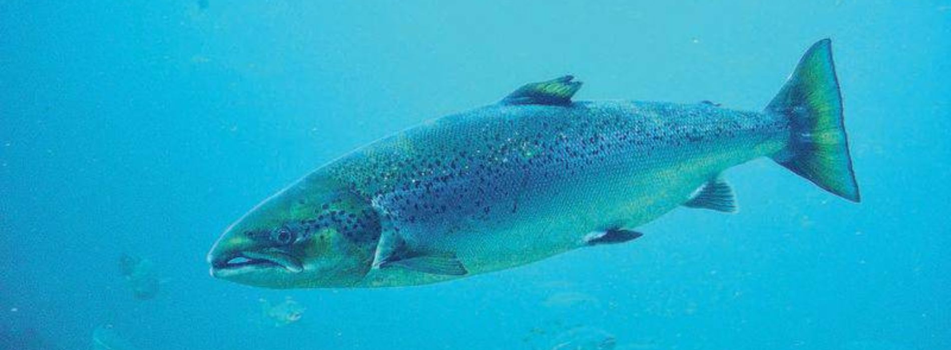 atlantic-salmon-biography