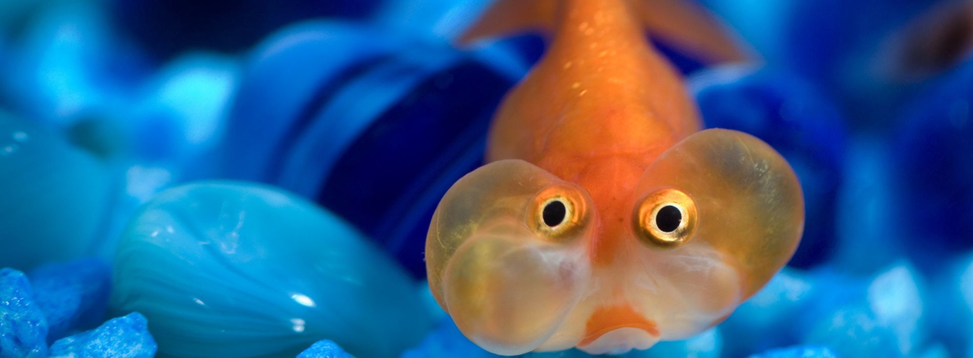 Bubble Fish Information Bubble Eye Goldfish: The Complete Care Guide