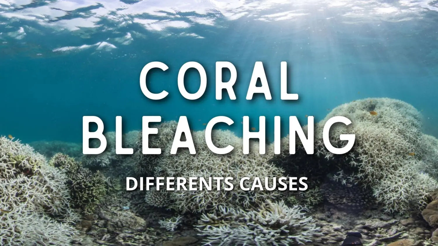 Causes of Coral Bleaching