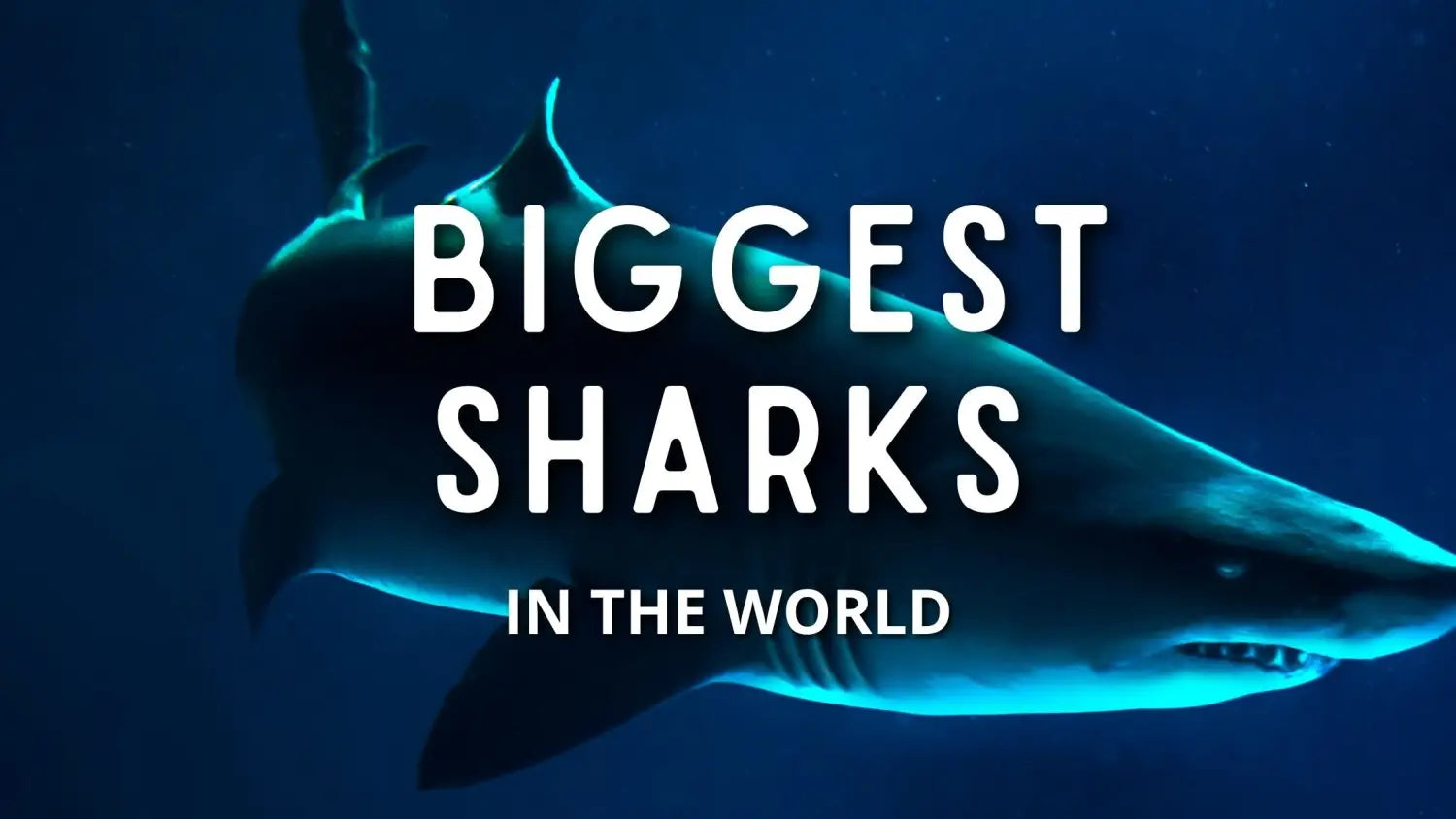 biggest-sharks-in-the-world