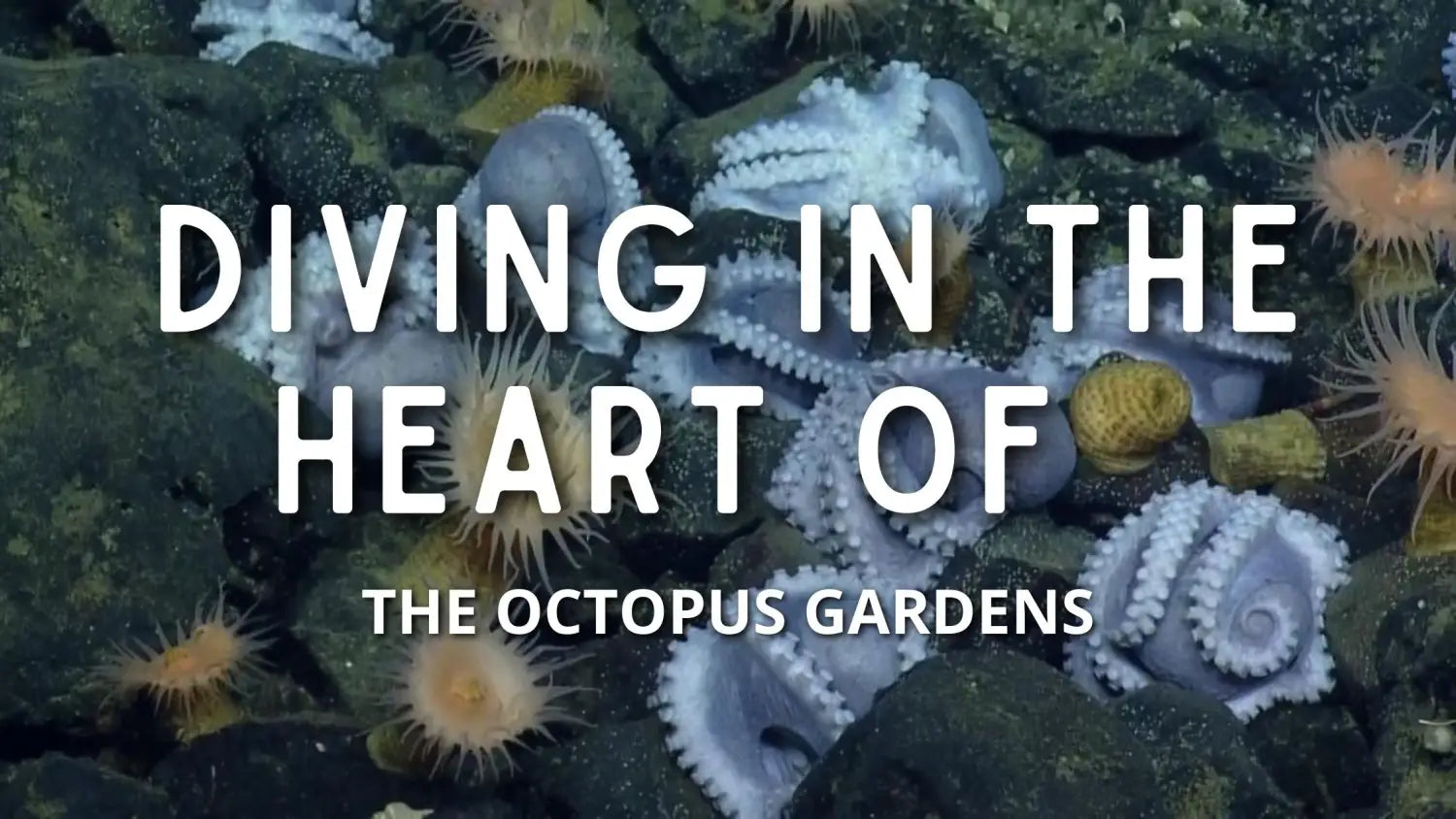 Diving In The Heart Of The Octopus Gardens