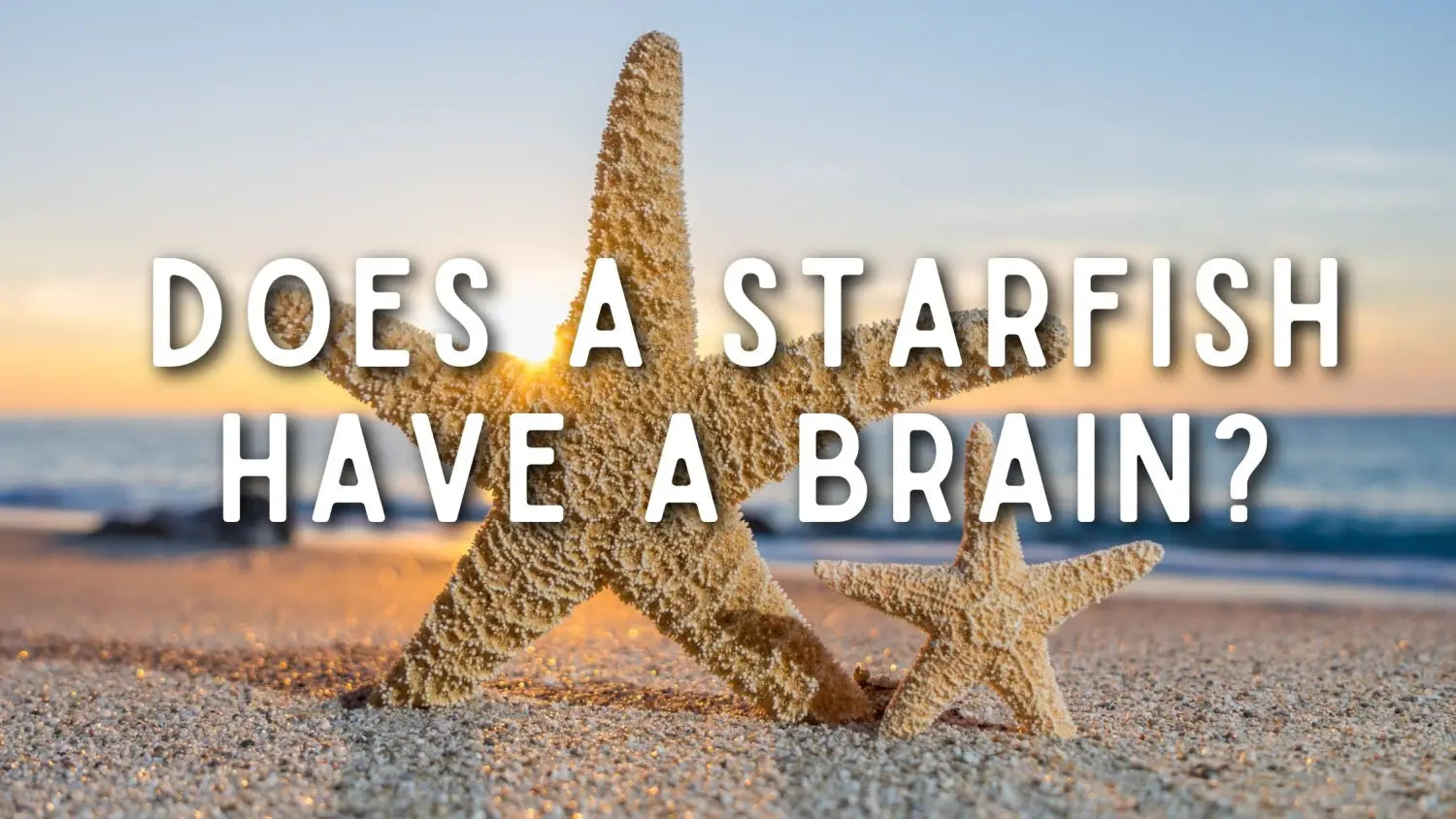 does-a-starfish-have-a-brain