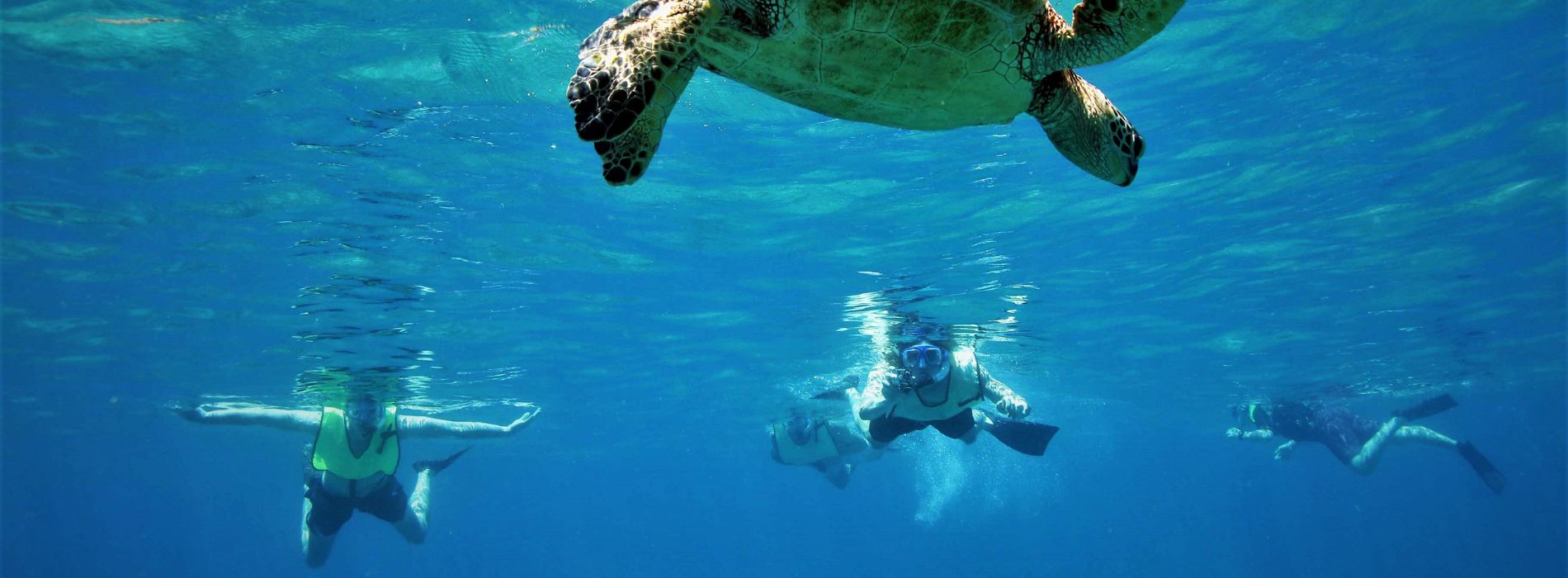 Snorkeling with Sea Turtles in Barbados
