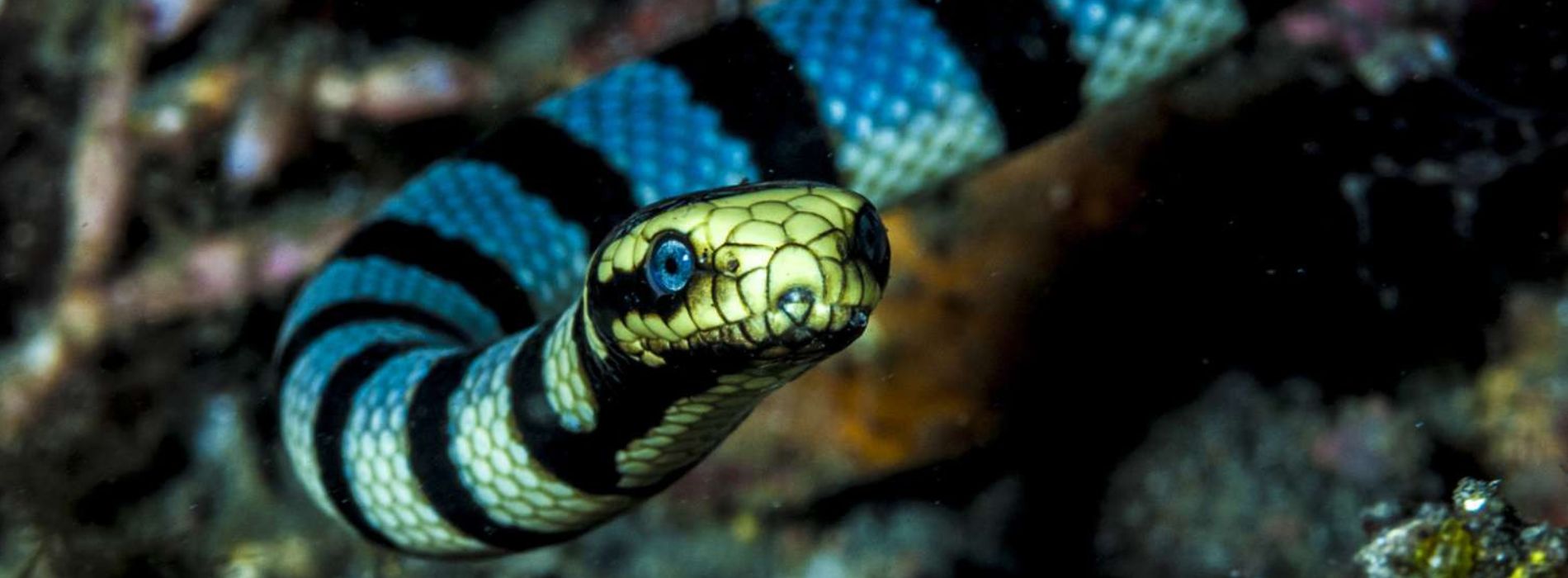 Sea Snakes: The Fascinating Creatures of the Ocean - Madeinsea©