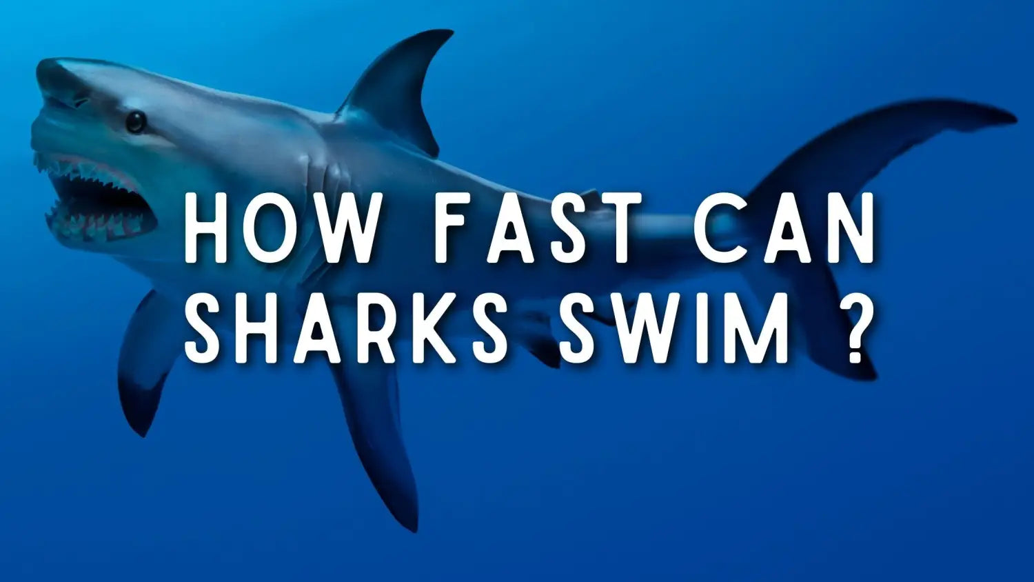 how-fast-can-sharks-swim