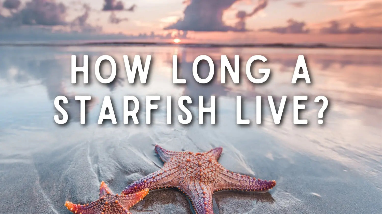 how-long-does-a-starfish-live