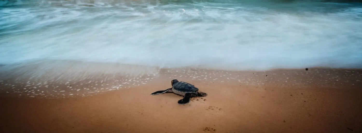 leatherback-sea-turtles-biography