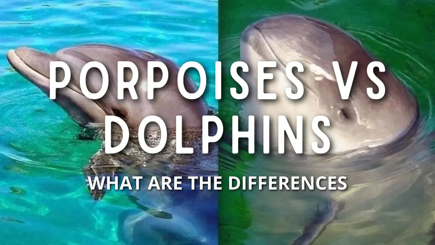 porpoises-vs-dolphins-differences