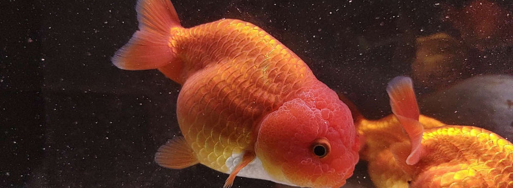 Fish Goldfish Ranchu Ranchu Goldfish Biography & Care Guide