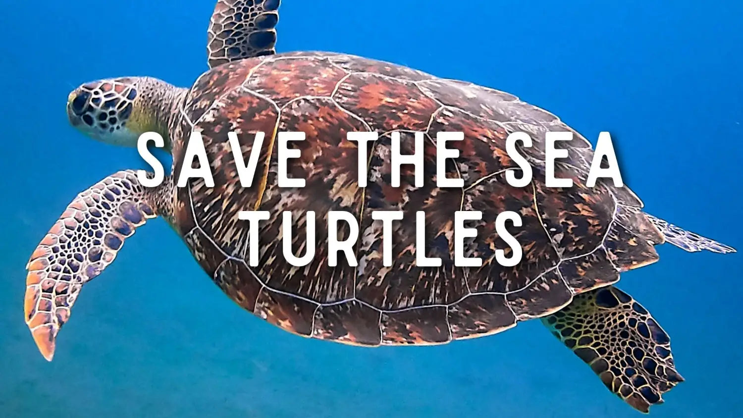 Turtle Saved Save The Sea Turtles - Find out more here