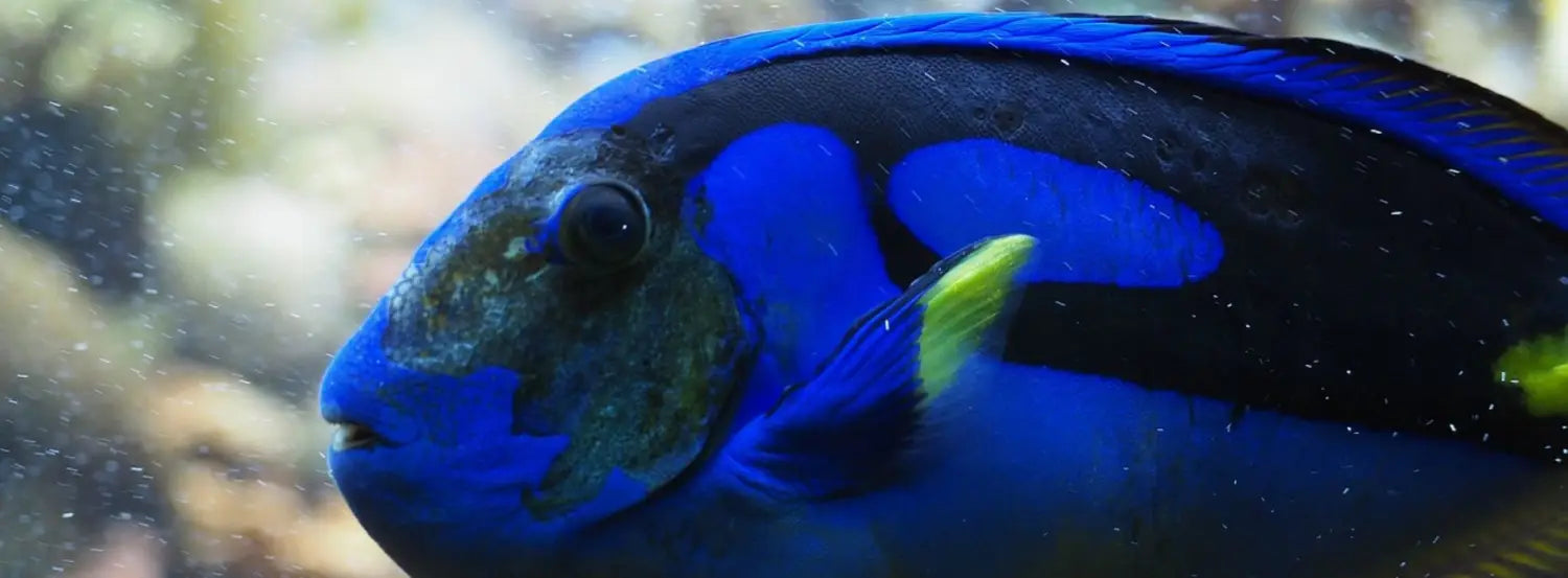 The-blue-tang-biography