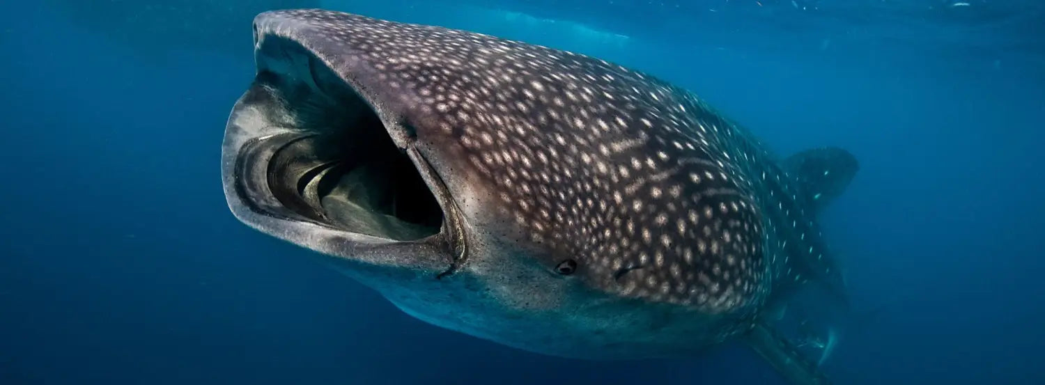 the-whale-shark-biography