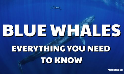 The majestic blue whales: Everything you need to know!