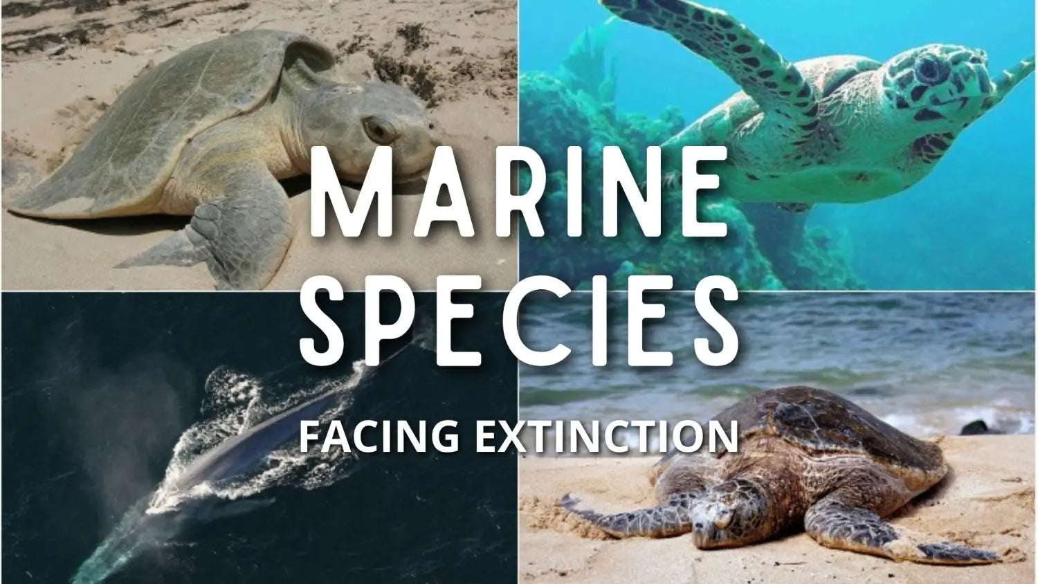 endangered-marine-species-facing-extinction