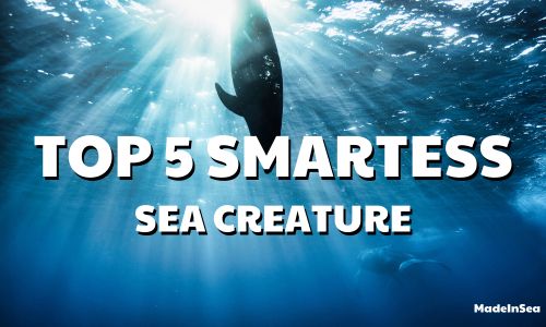 TOP 5 SMARTEST SEA CREATURE!