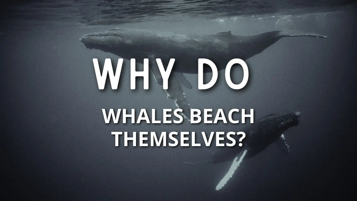 why-do-whales-beach-themselves